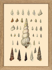 Pointy White Sea Shells | framed mini print