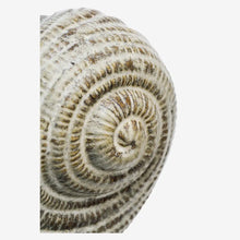 Load image into Gallery viewer, Stoneware Conch Shell Pot - BTS CONCEPT STORE