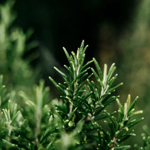 Load image into Gallery viewer, St Eval Bay + Rosemary Diffuser Refill Oil - BTS CONCEPT STORE