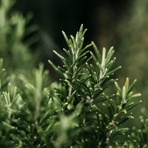 St Eval Bay & Rosemary Hand Wash