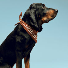 Load image into Gallery viewer, HAY Dog’s Scarf (recycled) | brown