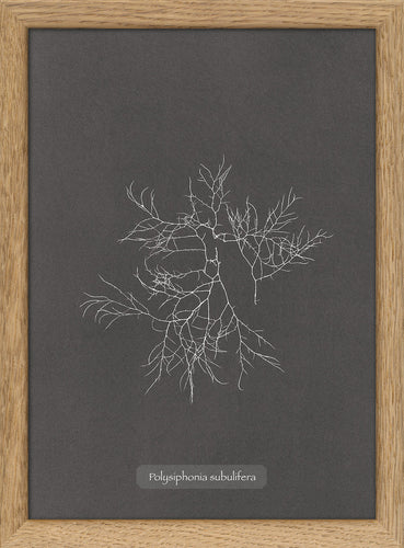 Algae Rhodomenia Sobolifera | Oak framed mini print