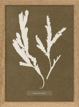 Load image into Gallery viewer, Algae Fucus Serratus | Oak framed mini print