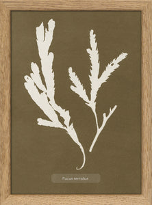 Algae Fucus Serratus | Oak framed mini print