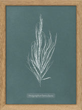 Load image into Gallery viewer, Oak framed mini print
| Algae Dictyosiphon Faeniculacea