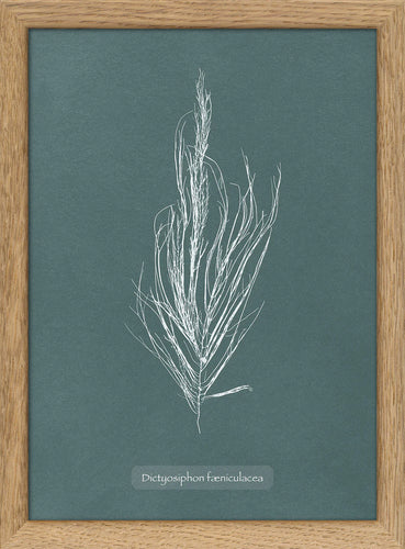 Oak framed mini print
| Algae Dictyosiphon Faeniculacea