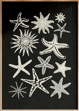 Load image into Gallery viewer, Starfish print | A3