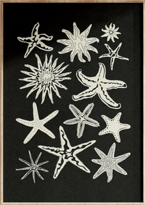 Starfish print | A3