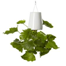 boskke sky planter welche pflanzen Boskke Medium White Sky Planter